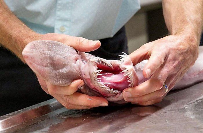 Самые жуткие существа, попавшие в сети рыбаков