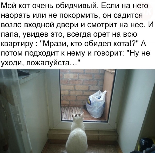 Высказывания и комментарии из социальных сетей