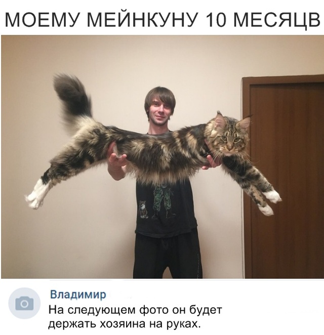 Прикольные картинки