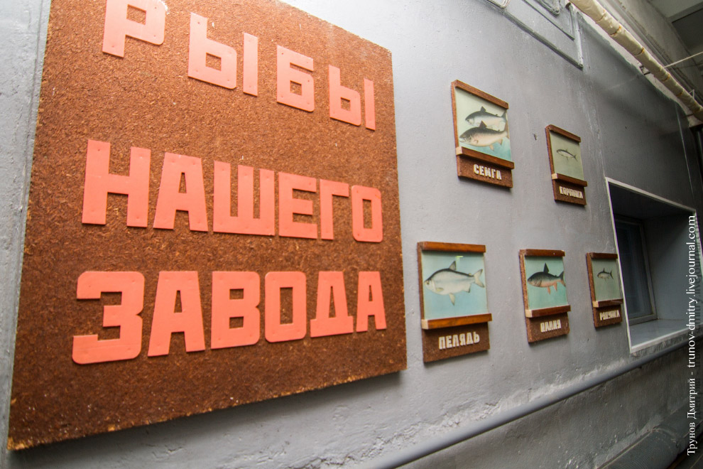 Как выращивают семгу Как выращивают семгу