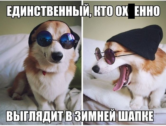 Порция картинок