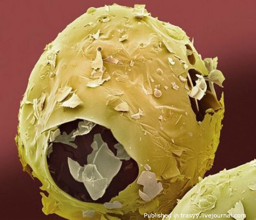 Ваша еда под микроскопом