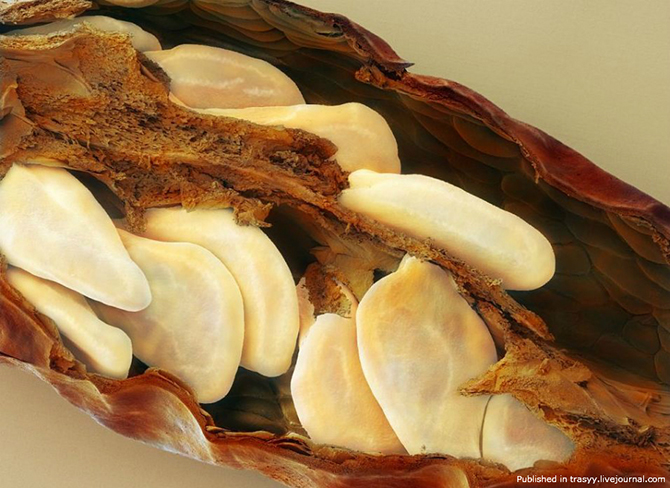 Ваша еда под микроскопом