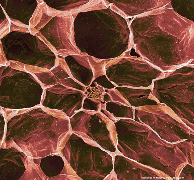 Ваша еда под микроскопом