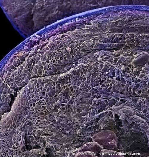 Ваша еда под микроскопом