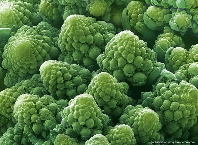 Ваша еда под микроскопом