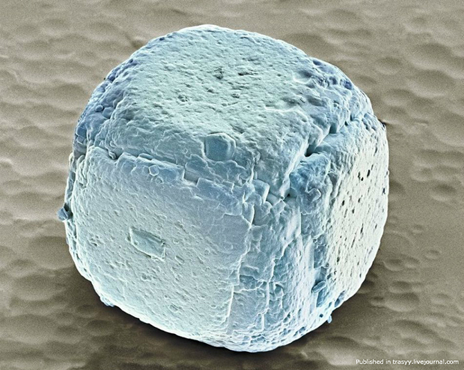 Ваша еда под микроскопом