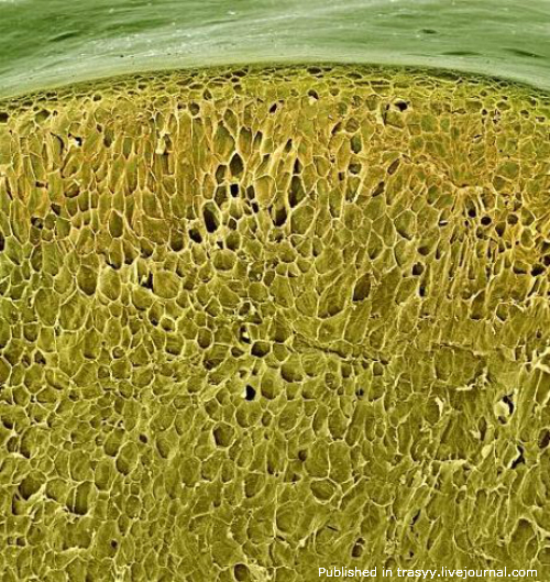 Ваша еда под микроскопом