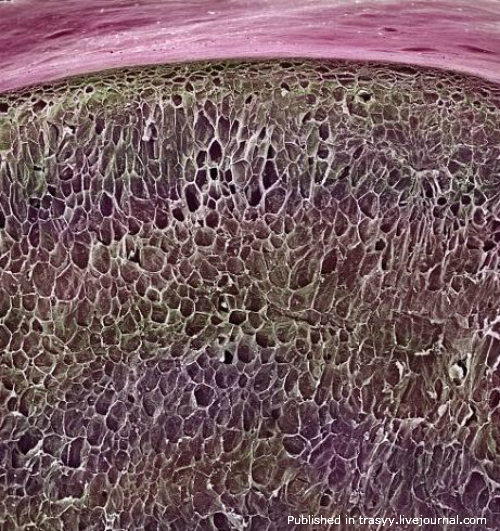 Ваша еда под микроскопом