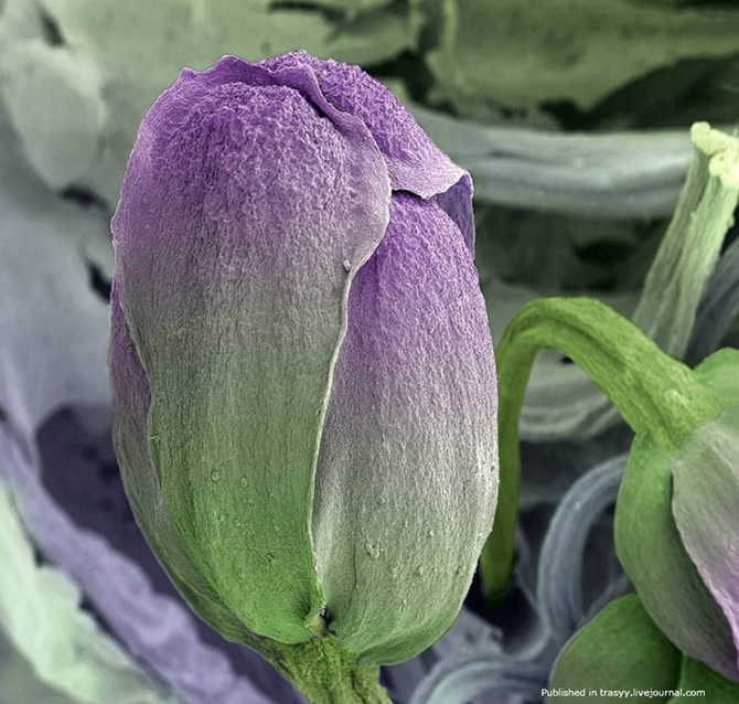 Ваша еда под микроскопом