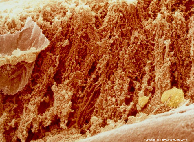 Ваша еда под микроскопом