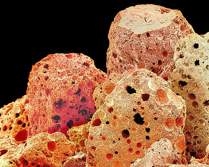 Ваша еда под микроскопом