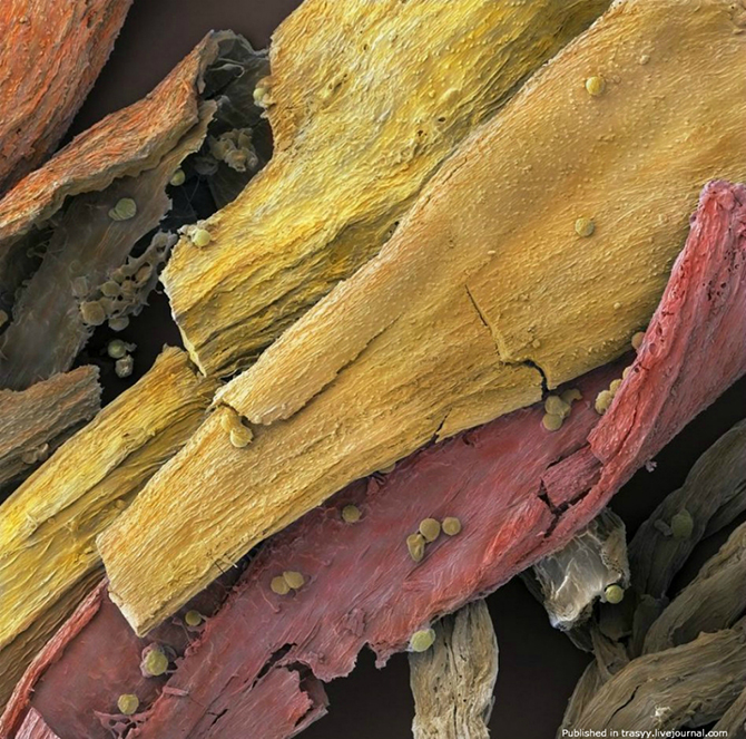 Ваша еда под микроскопом