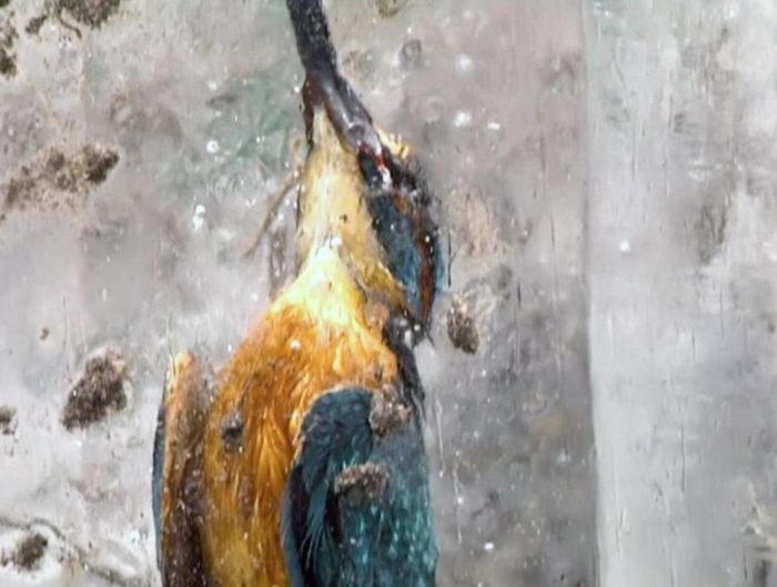 Зимородки вмерзли в лед водоема