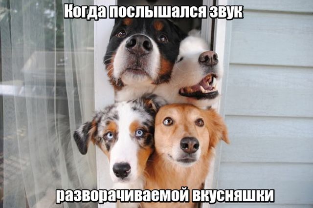 Прикольные картинки