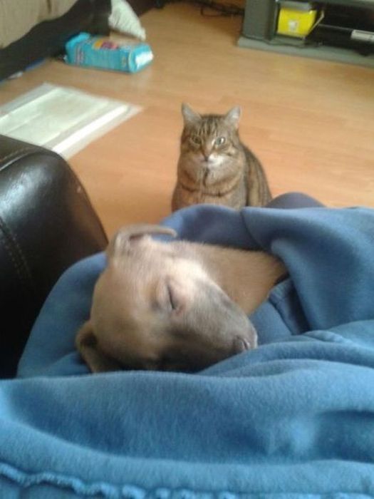 Прикольные картинки