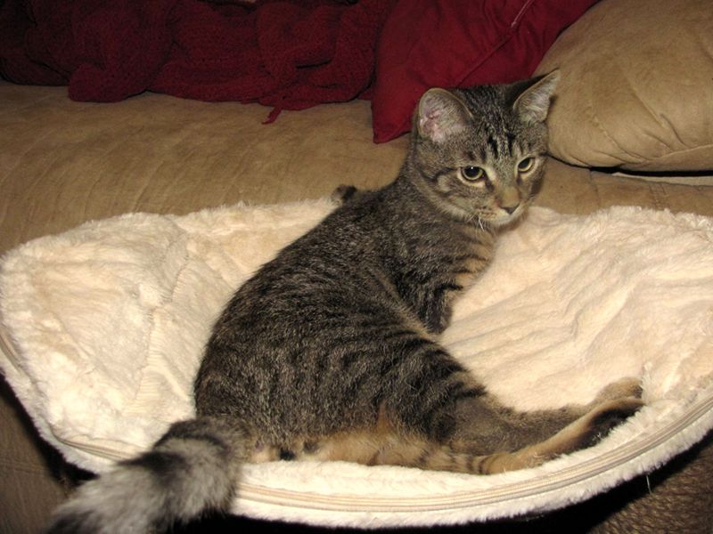 Котенок - звезда фейсбука (13 фото)
