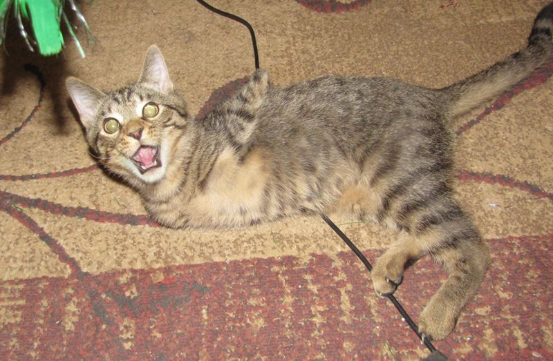 Котенок - звезда фейсбука (13 фото)