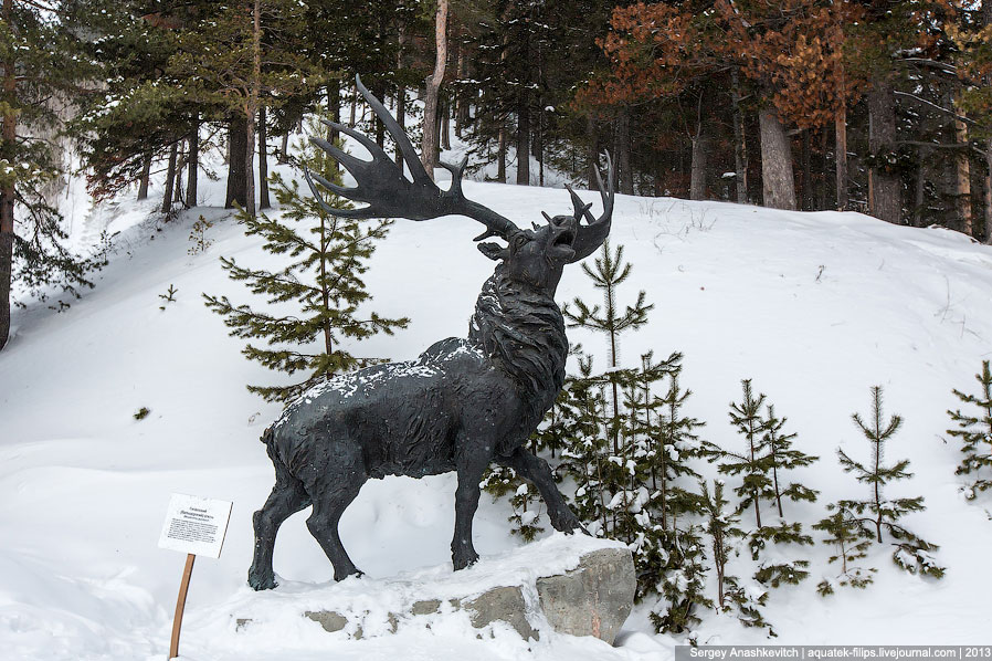 Мамонты из Ханты-Мансийска Мамонты из Ханты-Мансийска