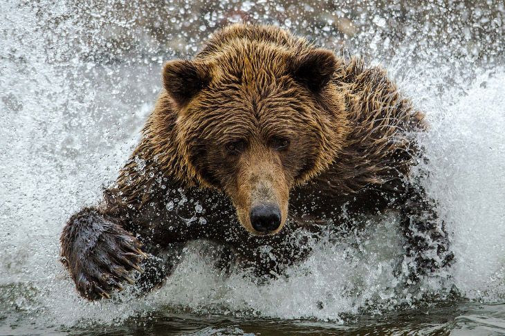 11-й Международный конкурс фотографии от журнала Smithsonian