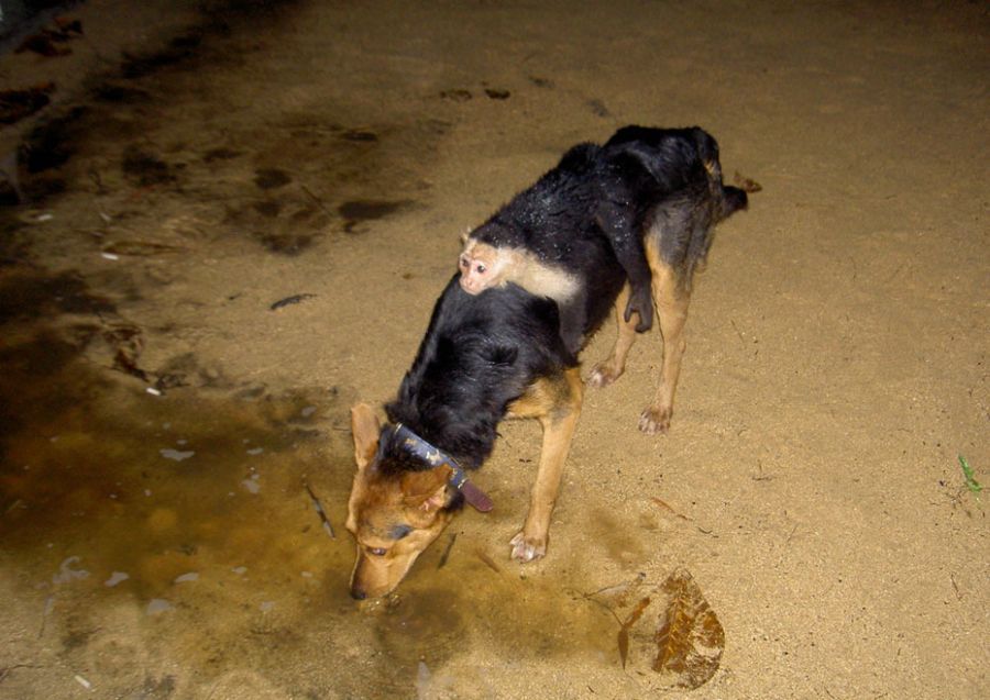 Мастера маскировки (23 фото)