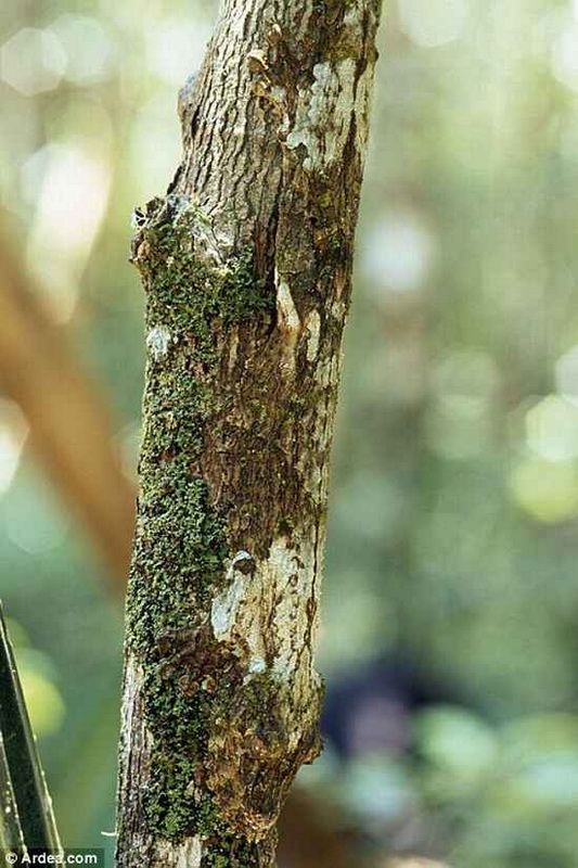 Мастера маскировки (23 фото)