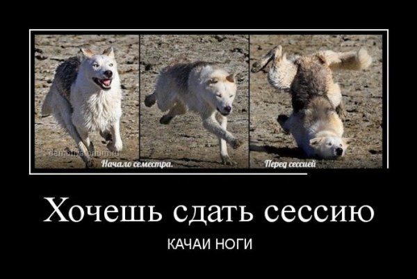 Демотиваторы (56 фото)