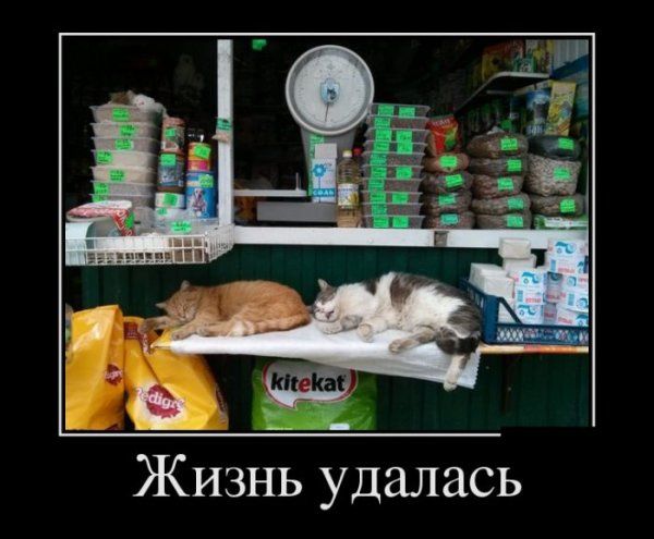 Демотиваторы (56 фото)