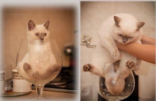 Прикольные картинки  (114 фото)