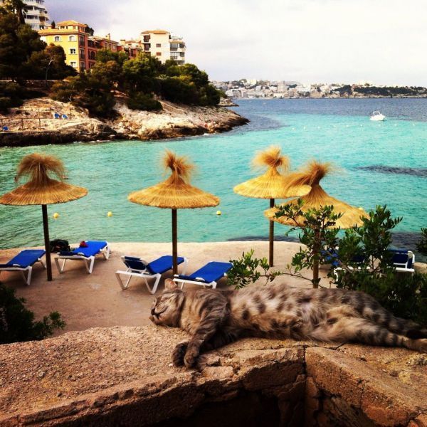 Прикольные картинки  (114 фото)