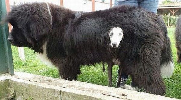 Прикольные картинки  (114 фото)