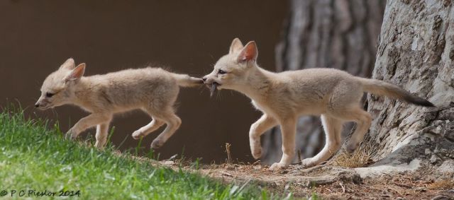 Прикольные картинки  (114 фото)