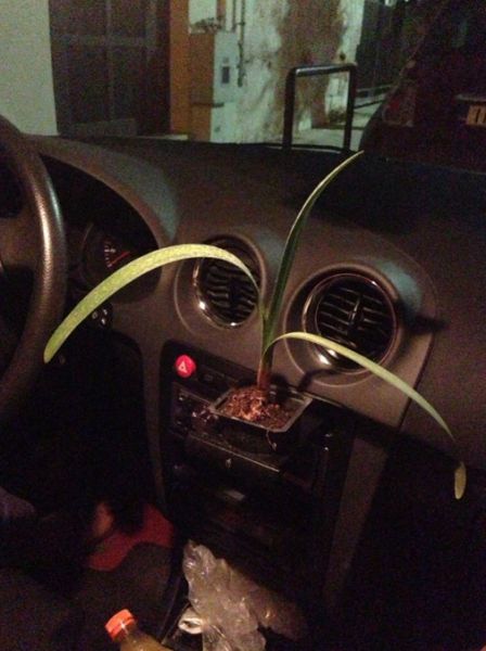 Порция картинок