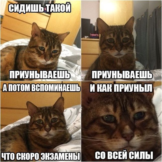 Порция картинок