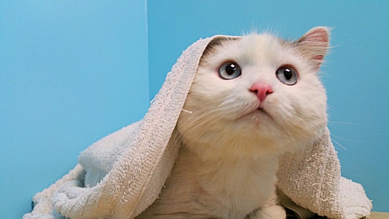 Забавные и симпатичные животные