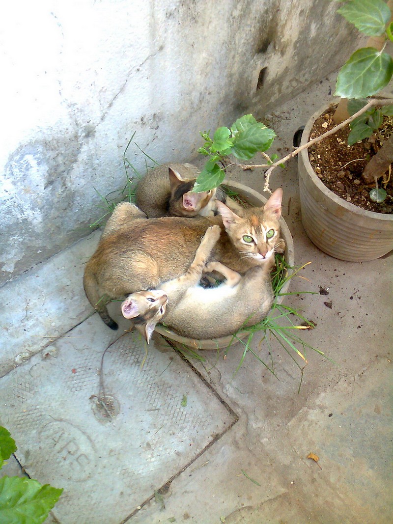 Забавные и симпатичные животные