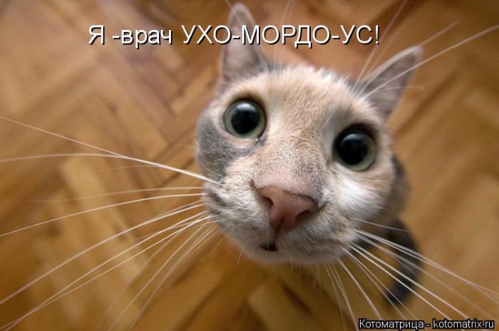 Лучшие котоматрицы недели