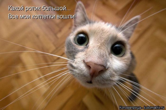Лучшие котоматрицы недели