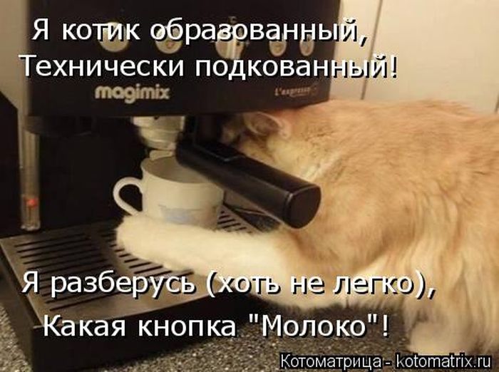 Лучшие котоматрицы недели