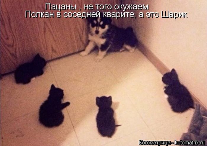 Лучшие котоматрицы недели