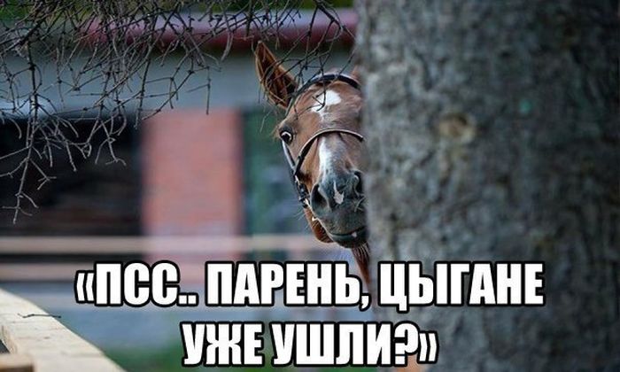 Прикольные картинки