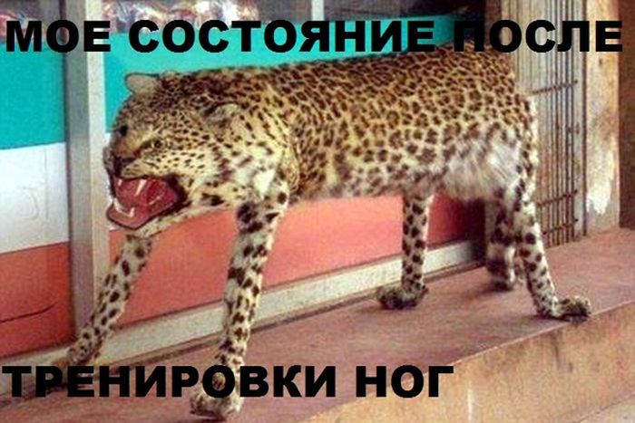 Порция картинок