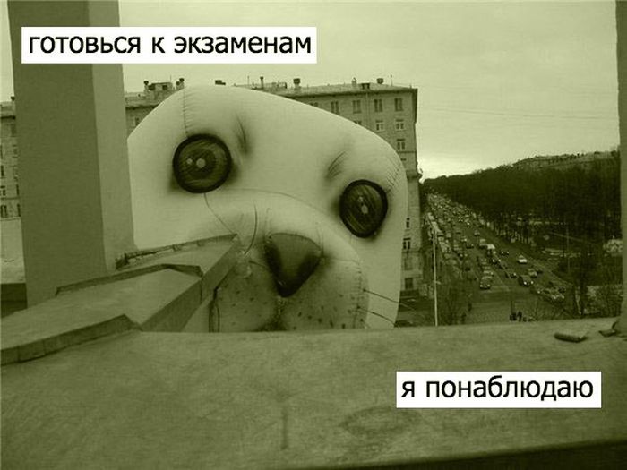 Порция картинок