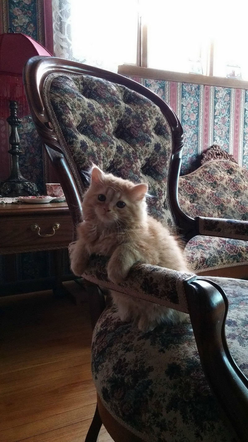 Забавные животные