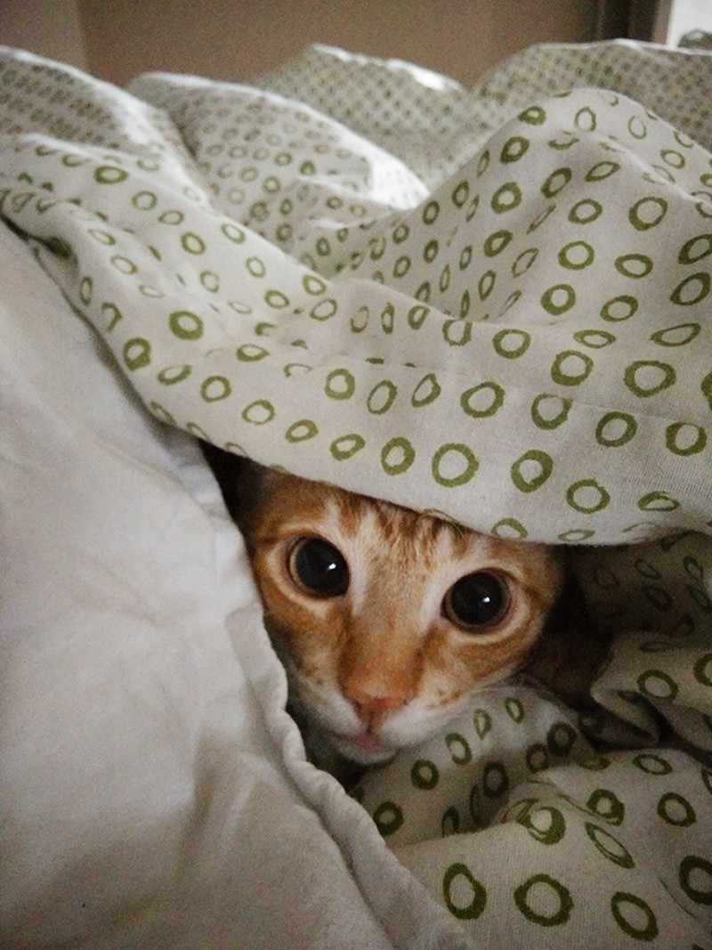 Забавные животные