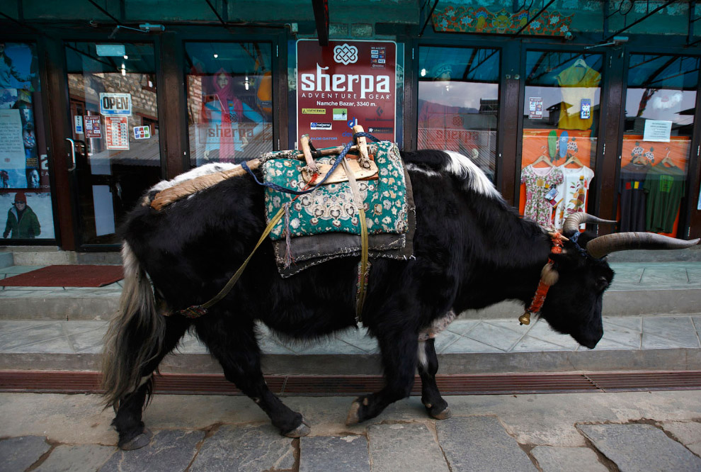 Жизнь у Эвереста