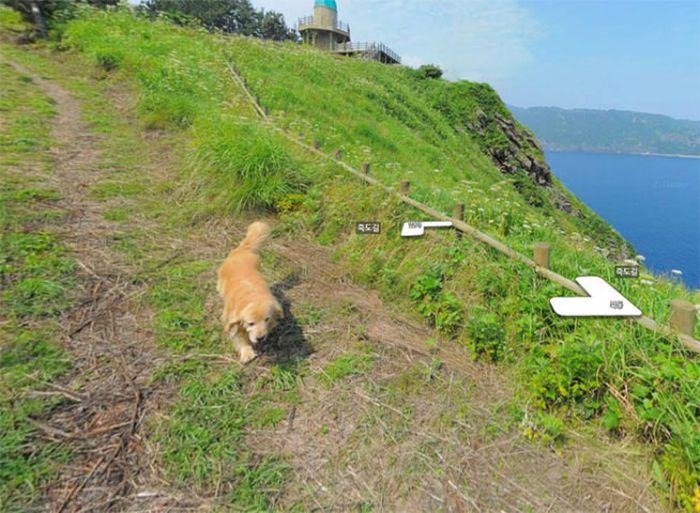 Заинтересовавшийся камерой пес попал на снимки Google Street View