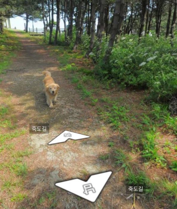Заинтересовавшийся камерой пес попал на снимки Google Street View