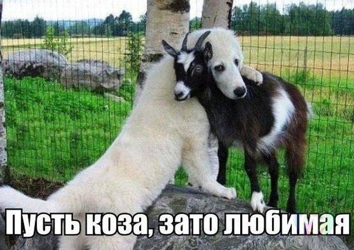 Порция картинок
