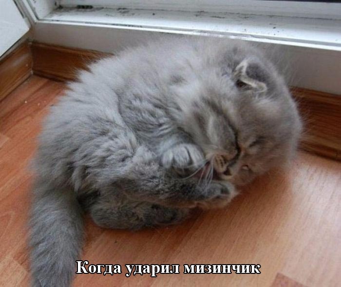 Порция картинок